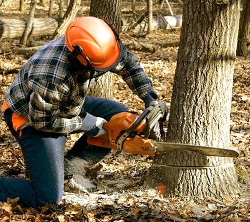 Tree Removal in Lebanon, ME